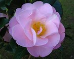 vignette Camélia ' NICKY CRISP ' camellia hybride