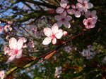 vignette Prunus cerasifera 'Pissardii'