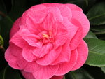 vignette Camellia japonica 'Rubescens Major'