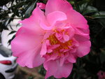 vignette Camellia x williamsii 'Mary Phoebe Taylor'