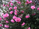 vignette Camellia x williamsii 'Mary Phoebe Taylor'