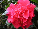 vignette Camellia reticulata 'Dr Clifford Parks'