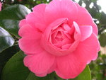 vignette Camellia japonica 'Triumphans'