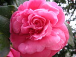 vignette Camellia japonica 'Triumphans'