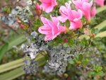 vignette Lichens sur Azalea