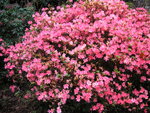 vignette Rhododendron 'Kirin'