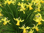 vignette Narcissus 'February Gold'