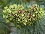 vignette Euphorbia characias 'Black Pearl' - Fasciation