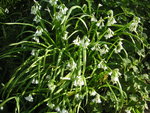 vignette de Allium triquetrum - Ail à 3 angles