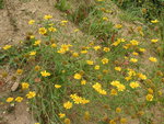 vignette Chrysanthemum segetum - Chrysanthme des bls ou moissons