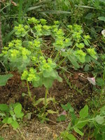 vignette Euphorbia helioscopia - Rveille matin ou  Herbe aux verrues