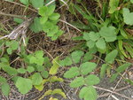 vignette Pastinaca sativa subsp. sylvestris  - Panais sauvage ou Panais des bois