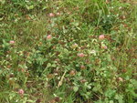 vignette Trifolium pratense - Trfle des prs
