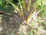 vignette Trachycarpus takil(nainital)