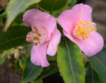 vignette Camellia 'Baby Bear', hybride