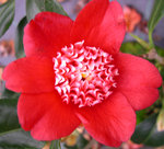 vignette Camellia 'Lipstick', japonica