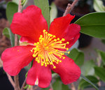 vignette Camellia 'Yuletide', vernalis
