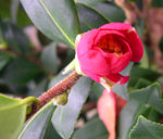 vignette Camellia 'Yuletide', vernalis