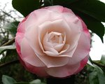 vignette Camélia ' DESIRE ' camellia japonica