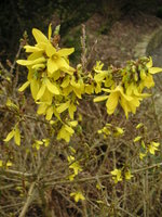 vignette Forsythia