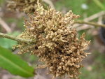 vignette Galle sur Erysimum (maladie)