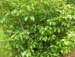vignette Prunus lusitanica var. azorica