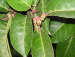 vignette Prunus lusitanica var. azorica