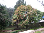 vignette Camellia japonica Cv et Trachycarpus fortunei