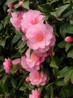 vignette Camellia 'Spring Festival'