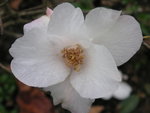 vignette Camellia 'Cornish Snow'