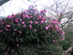 vignette Camellia x williamsii 'Mary Phoebe Taylor'