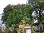 vignette Square de la Tour D'Auvergne  Camellia 'Duchesse Decazes'