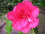 vignette Camellia japonica Cv