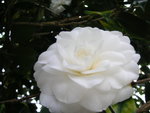 vignette Camellia japonica 'Imbricata Alba' = 'Alba Plena'