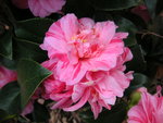 vignette Camellia japonica 'Nishiki Kirin'