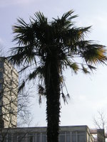 vignette Trachycarpus fortunei Square Rhin Danube