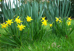 vignette Narcissus asturiensis (minimus) Ht 10cm