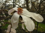 vignette Magnolia kobus var