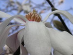 vignette Magnolia kobus