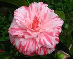 vignette Camélia ' CAMPARI ' camellia  japonica