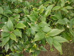 vignette Sarcococca ruscifolia 'Chinensis'