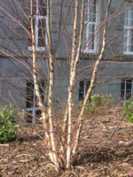 vignette Betula nigra