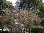 vignette Magnolia