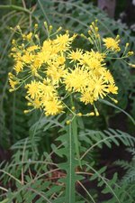 vignette Sonchus palmensis