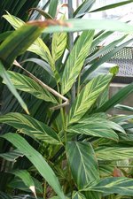 vignette Alpinia zerumbet 'Variegata'