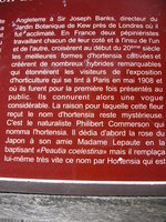 vignette Introduction de l'Hortensia en France