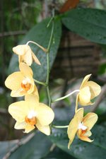 vignette Phalaenopsis amabilis cv.