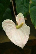 vignette Anthurium