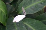 vignette Spathiphyllum floribundum