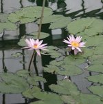 vignette Nymphaea 'Pink Platter'